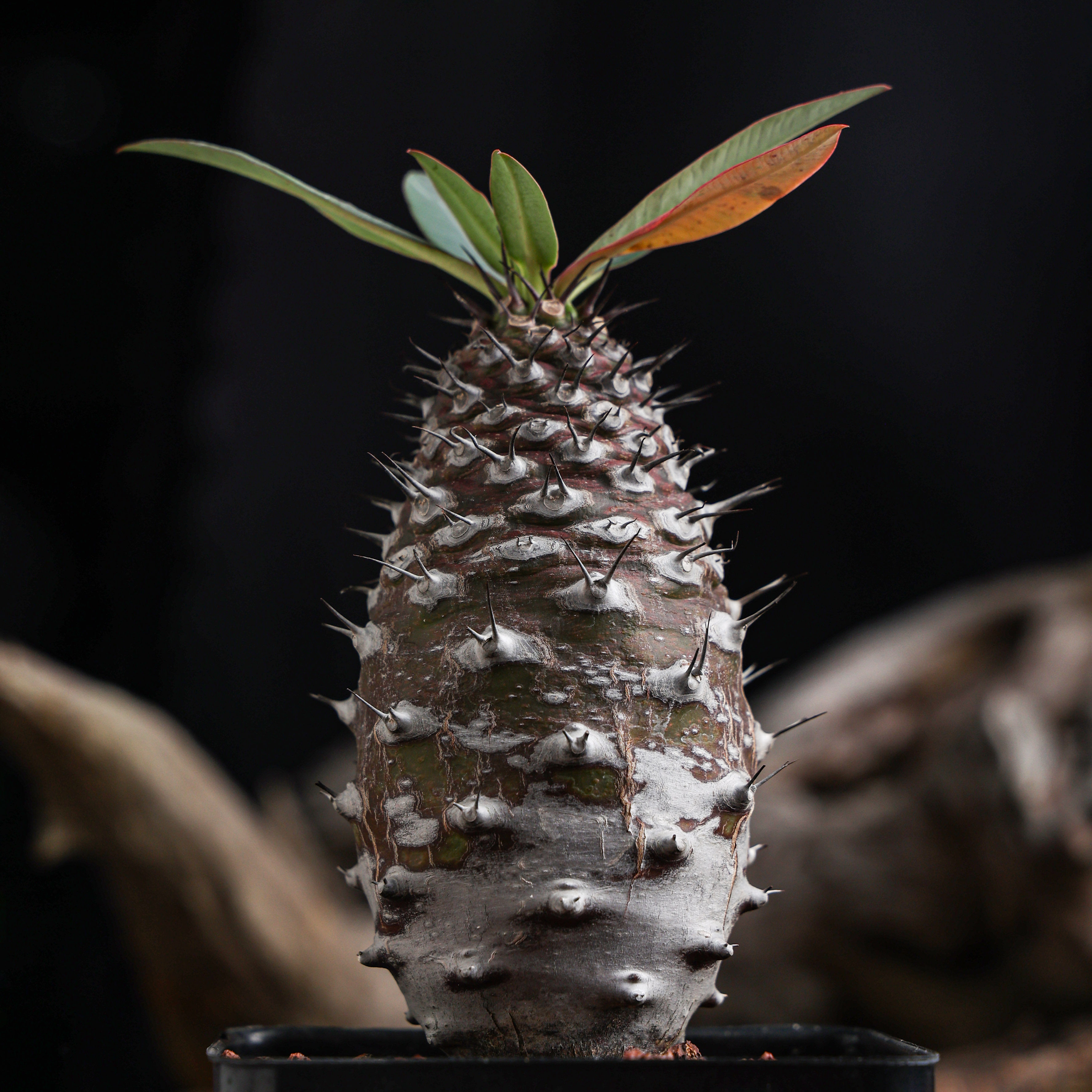 【朴原】瓶干麒麟 Euphorbia pachypodioides 大戟科盆栽多肉植物,鲜花速递/花卉仿真/绿植园艺,多肉植物,淘宝优惠券,粉丝福利购,淘宝优惠卷