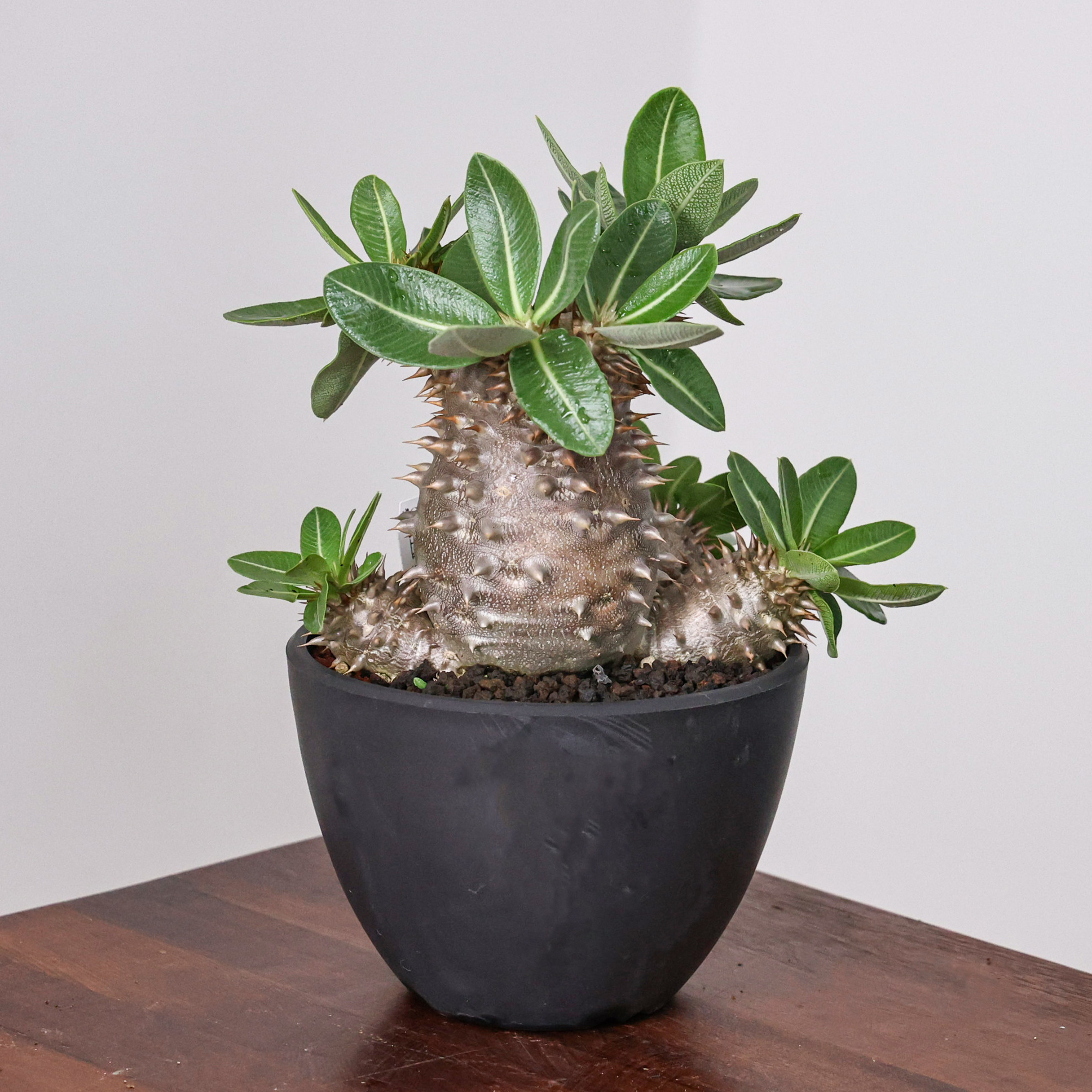 【朴原】西巴女王Pachypodium densiflorum盆栽绿植园艺多肉块根,鲜花速递/花卉仿真/绿植园艺,多肉植物,淘宝优惠券,粉丝福利购,淘宝优惠卷