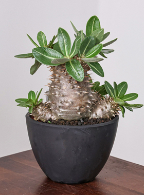 【朴原】西巴女王Pachypodium densiflorum盆栽绿植园艺多肉块根