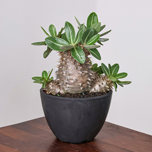 【朴原】西巴女王Pachypodium densiflorum盆栽绿植园艺多肉块根