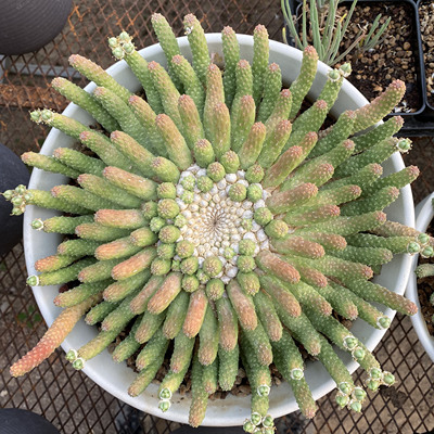 阎魔麒麟块根多肉盆栽阳台植物