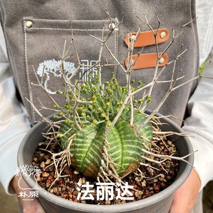 朴原限定｜ 实生法丽达 Euphorbia valida 珍奇块根多肉盆栽精品