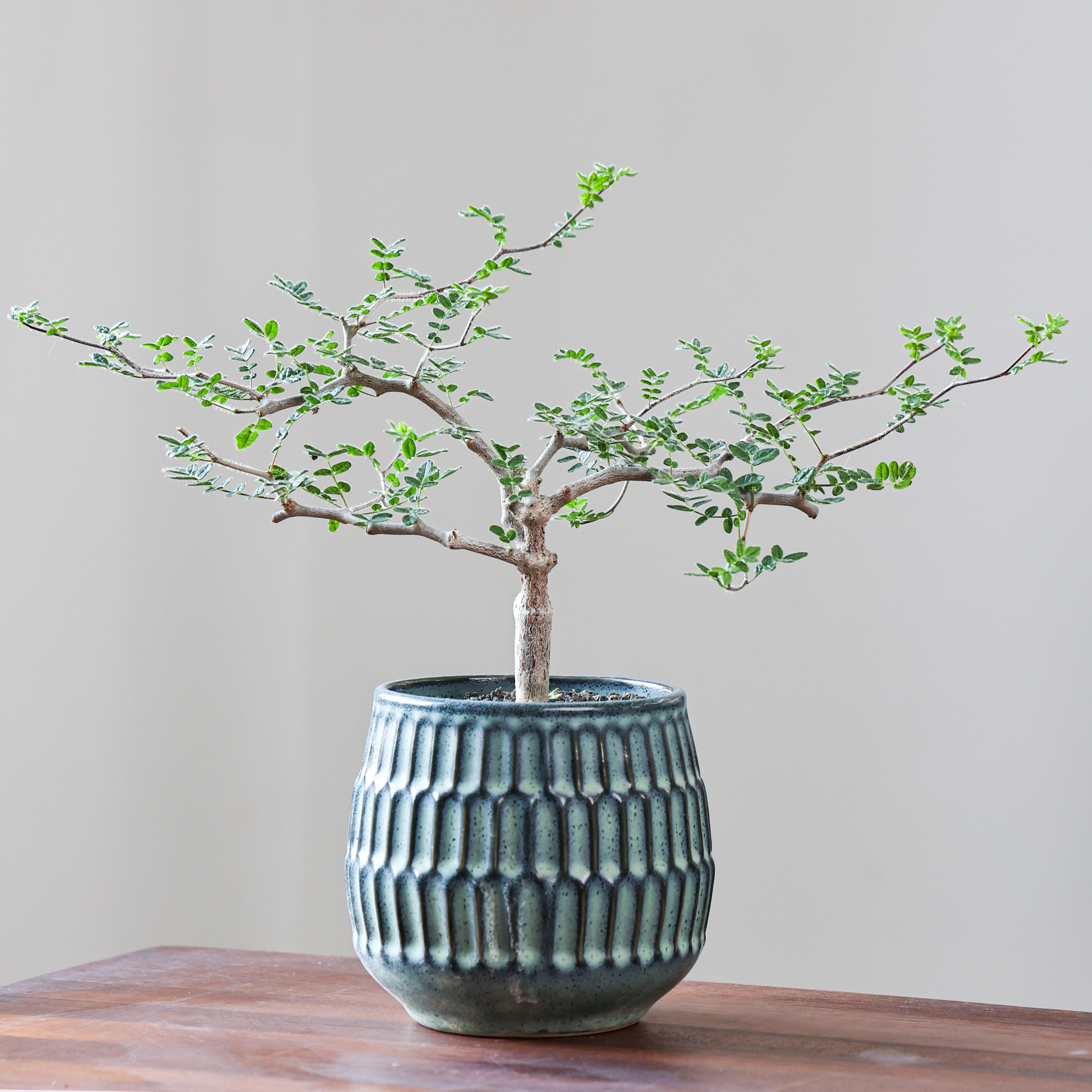 滔天橄榄橄榄科香味盆栽园艺绿植