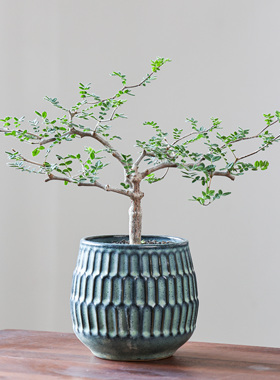 【朴原】滔天橄榄Commiphora monstruosa橄榄科树形盆栽香味绿植