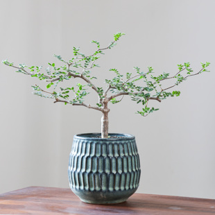 【朴原】滔天橄榄Commiphora monstruosa橄榄科树形盆栽香味绿植