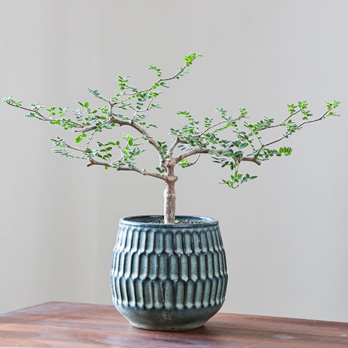 滔天橄榄橄榄科香味盆栽园艺绿植