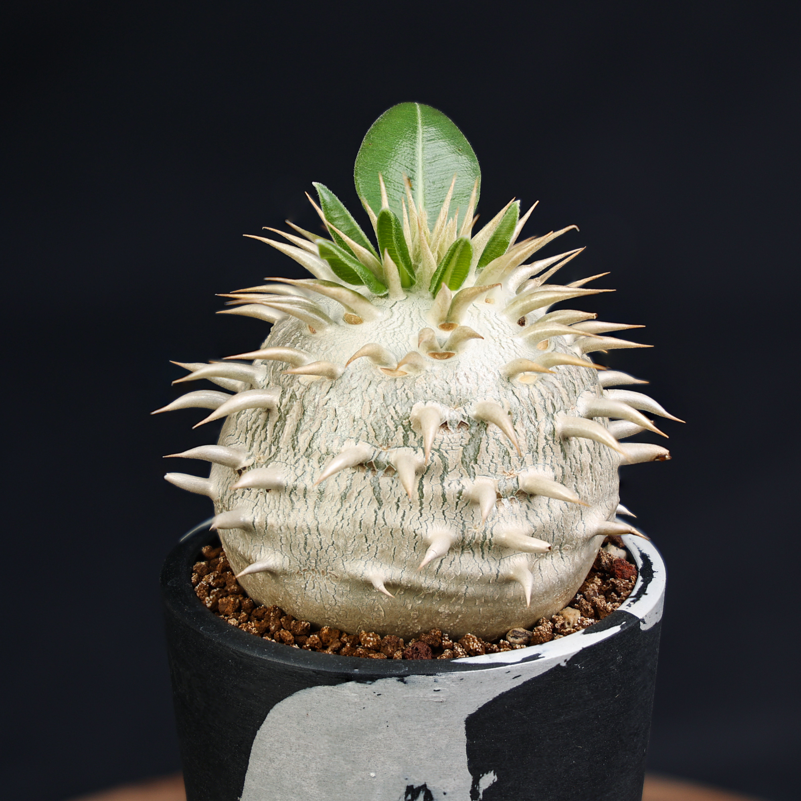 【朴原】象牙玉 pachypodium eburneum 盆栽绿植阳台景观块根多肉