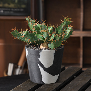 【朴原】蓝丝绒大戟 Euphorbia clavigera var.(blue) 潮流块根