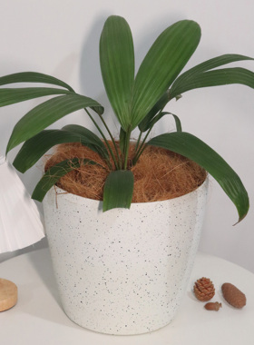 【朴原优选】灰绿箬棕 Sabal mauritiiformis 棕榈科观叶热植