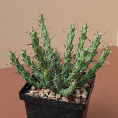 潮流块根植物阳台巫师大戟大戟科