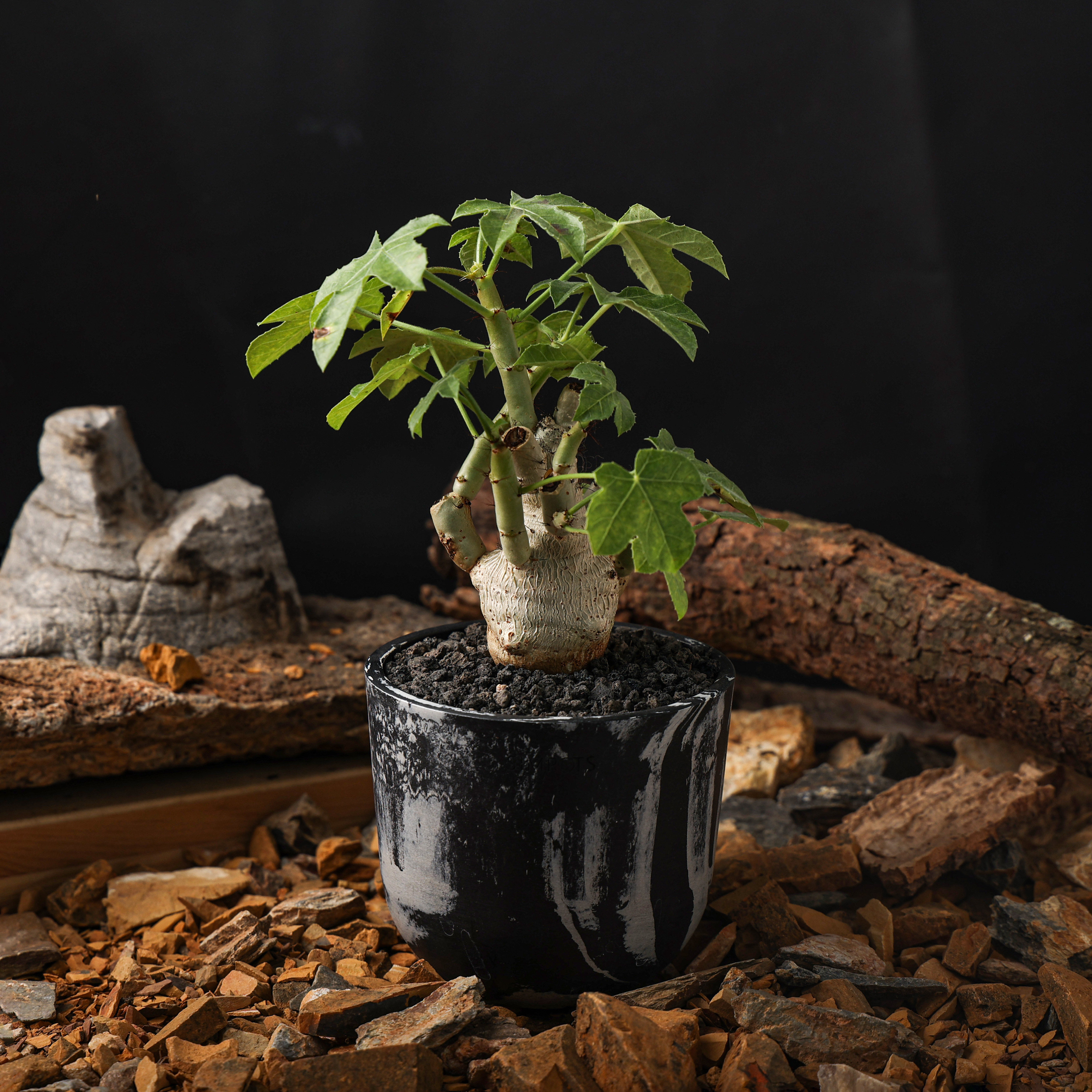 【朴原】岩生麻风树 Jatropha spicata 绿植潮流块根阳台绿植盆栽
