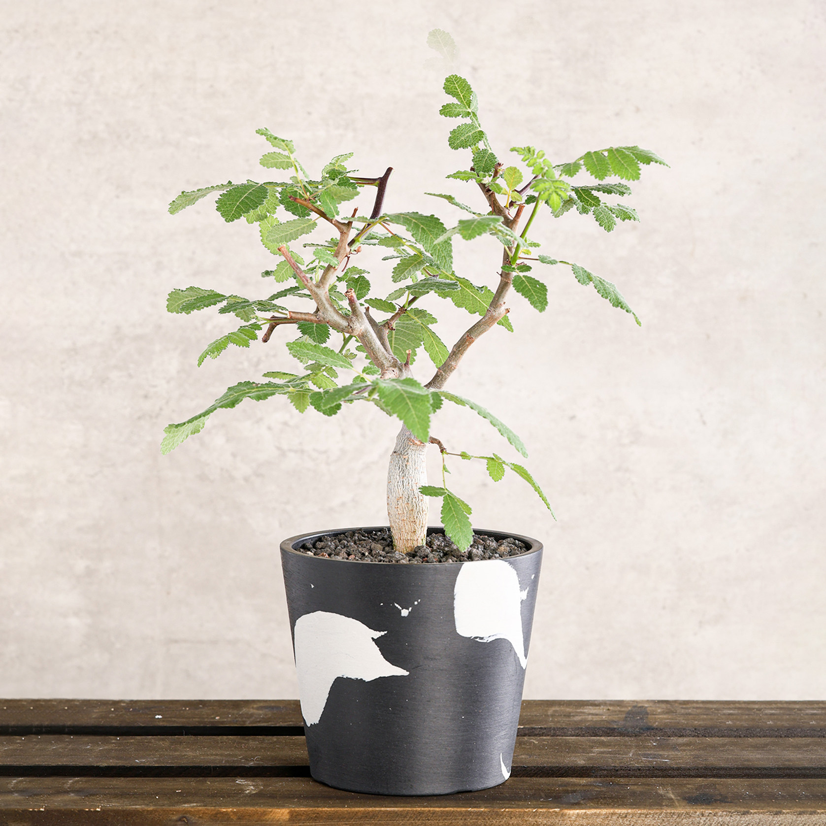 【朴原】柯帕裂榄 Bursera copallifera橄榄盆栽阳台绿植芳香盆景