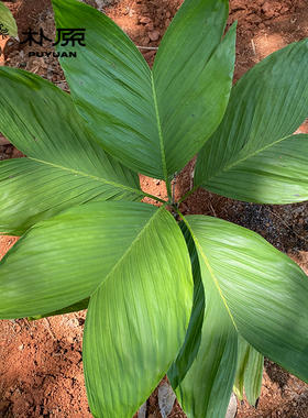 【朴原优选】二裂坎棕Chamaedorea ernesti-augusti 热植绿植