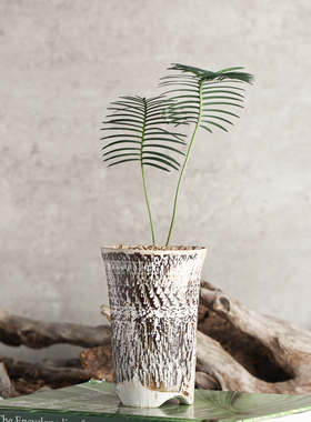 【朴原】王鱼骨双子铁Dioon edule palma sola桌面室内铁树绿植