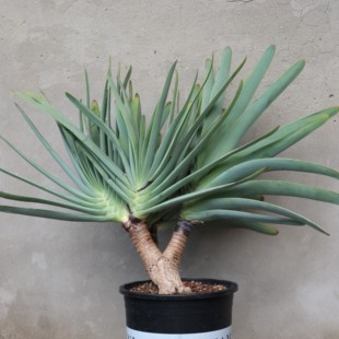 【朴原】折扇芦荟 Aloe plicatilis 珍奇植物盆栽原生芦荟
