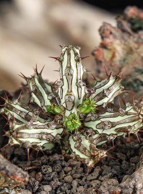 【朴原】浮雕大戟Euphorbia sp. nov. ‘Montepuez’ 潮玩块根