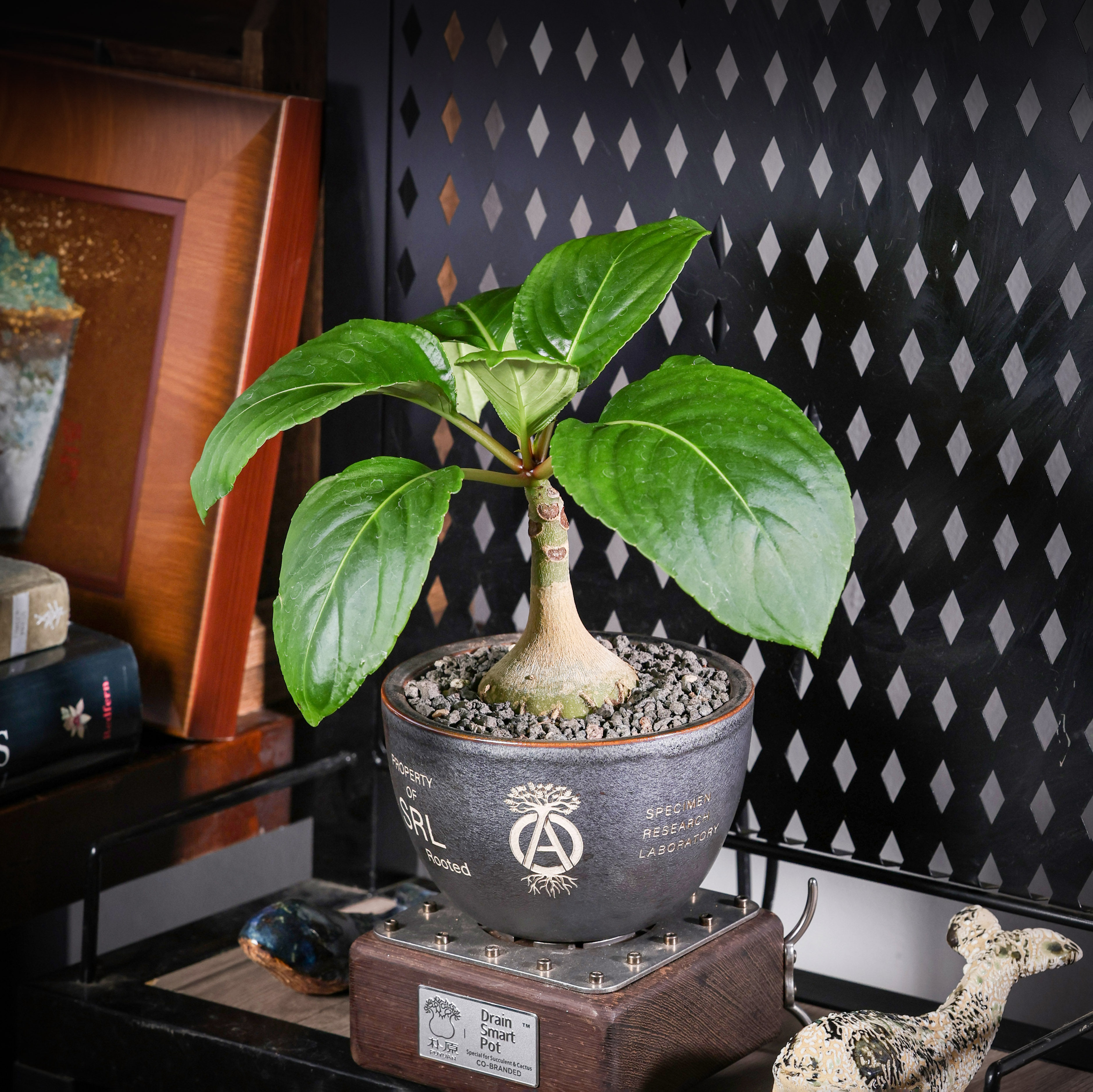 实生块根凤仙多肉植物