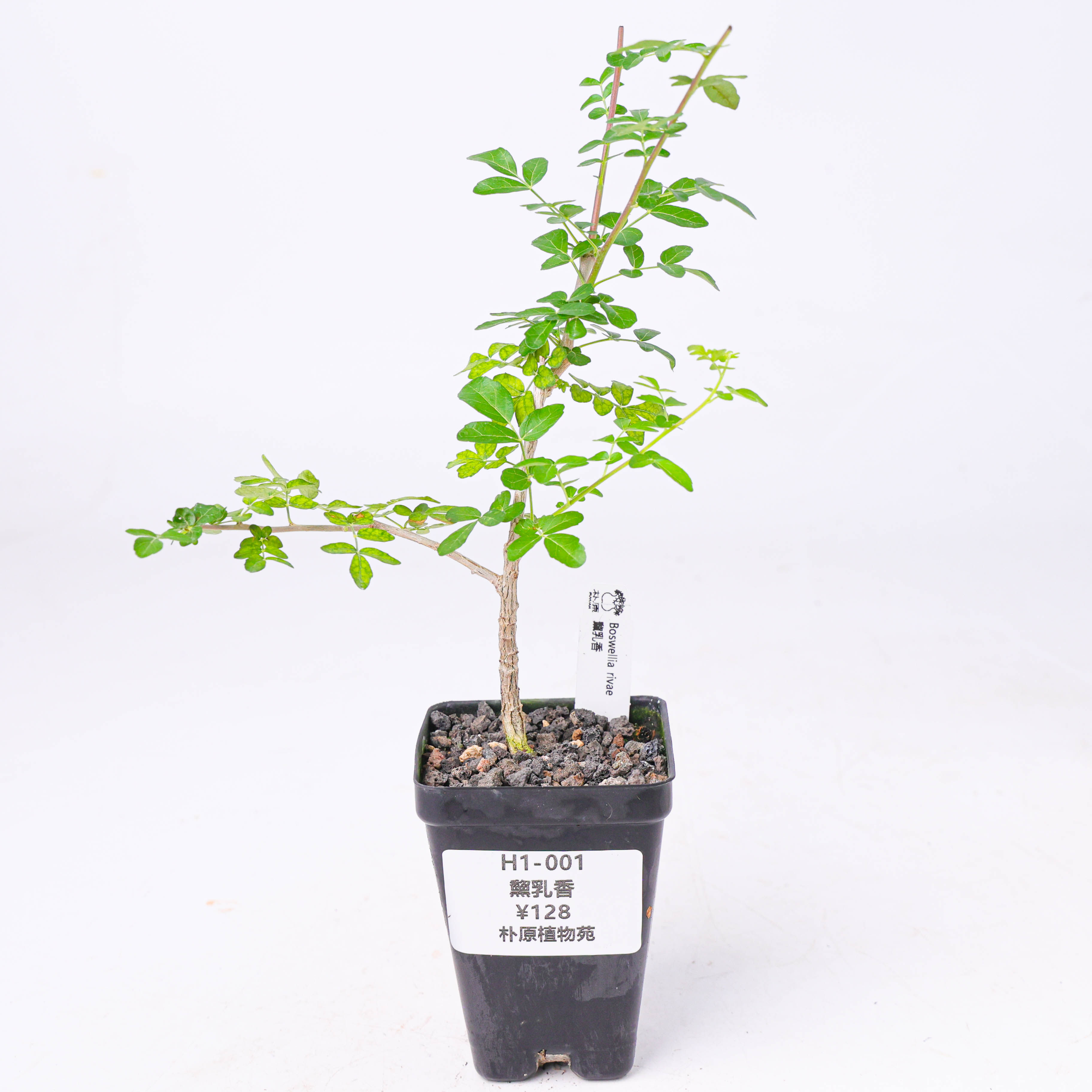 【朴原】黧乳香 Boswellia rivae 家庭盆景乳香香氛绿植 - 实物图