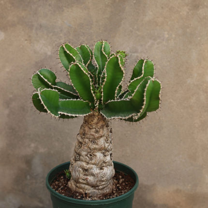 【朴原】火山大戟Euphorbia mlanjeana多肉块根绿植盆栽潮流植物