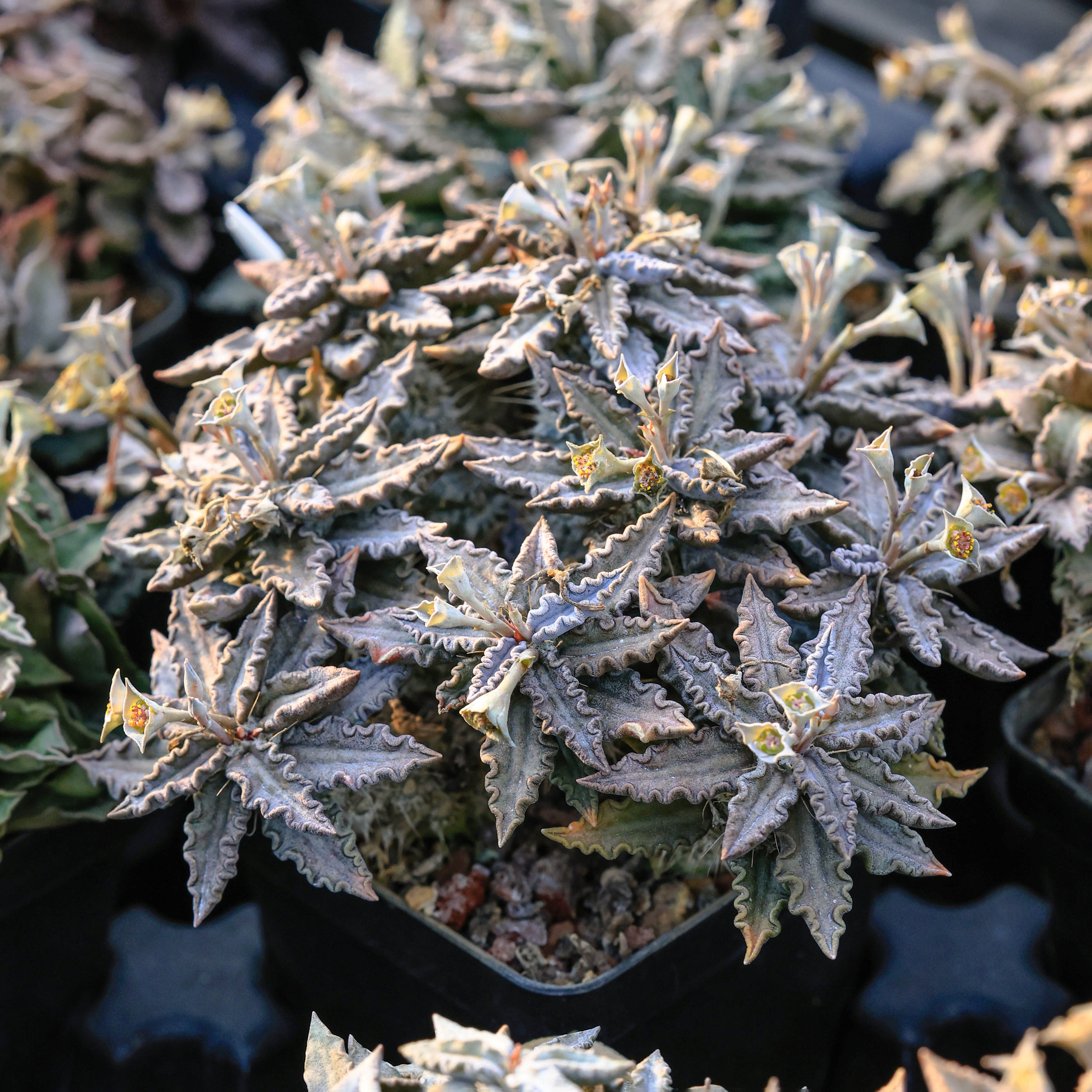 【朴原】图拉大戟 Euphorbia tulearensis 潮流块根多肉盆栽绿植
