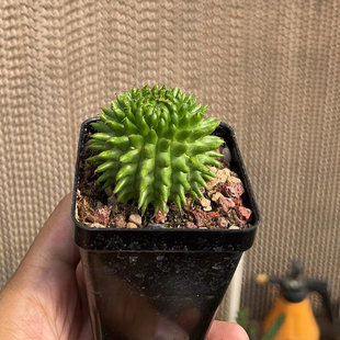 suzannae 海胆大戟Euphorbia 朴原限定