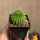 suzannae 朴原限定 海胆大戟Euphorbia