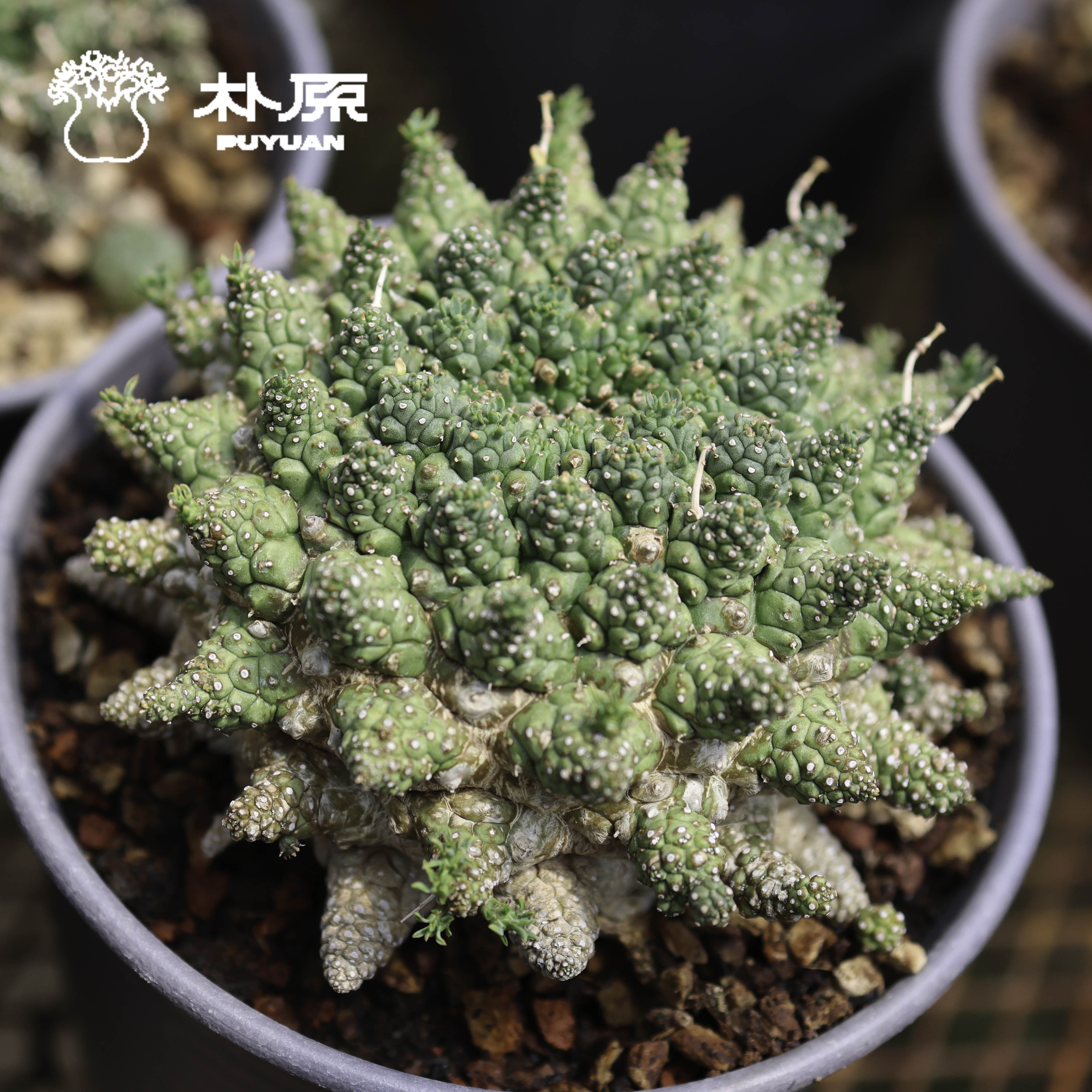 【朴原】玲珑塔 Euphorbia suppressa 珍奇块根多肉植物