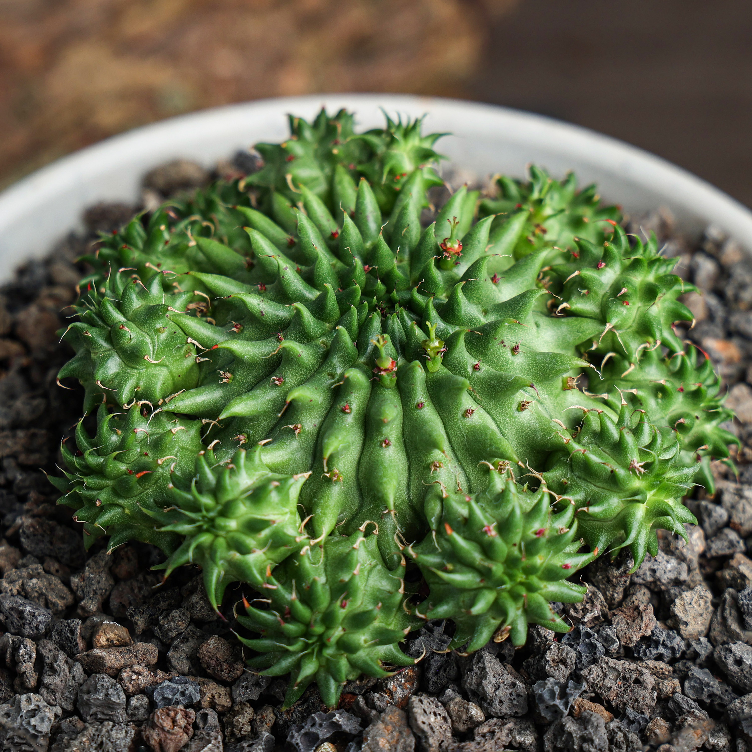 实生海胆大戟阳台多肉盆栽绿植