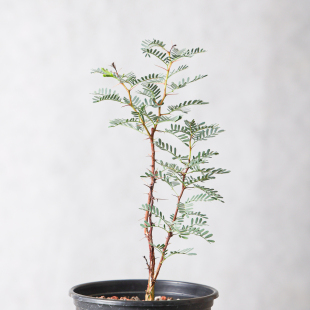 【朴原】鳞刺金合欢/耳荚金合欢 Vachelia erioloba 清新绿植盆栽