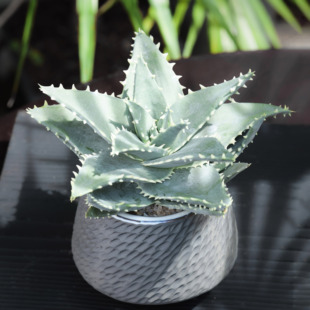 【朴原】皮尔兰斯芦荟/皮尔蓝斯芦荟Aloe pillansii实生原生