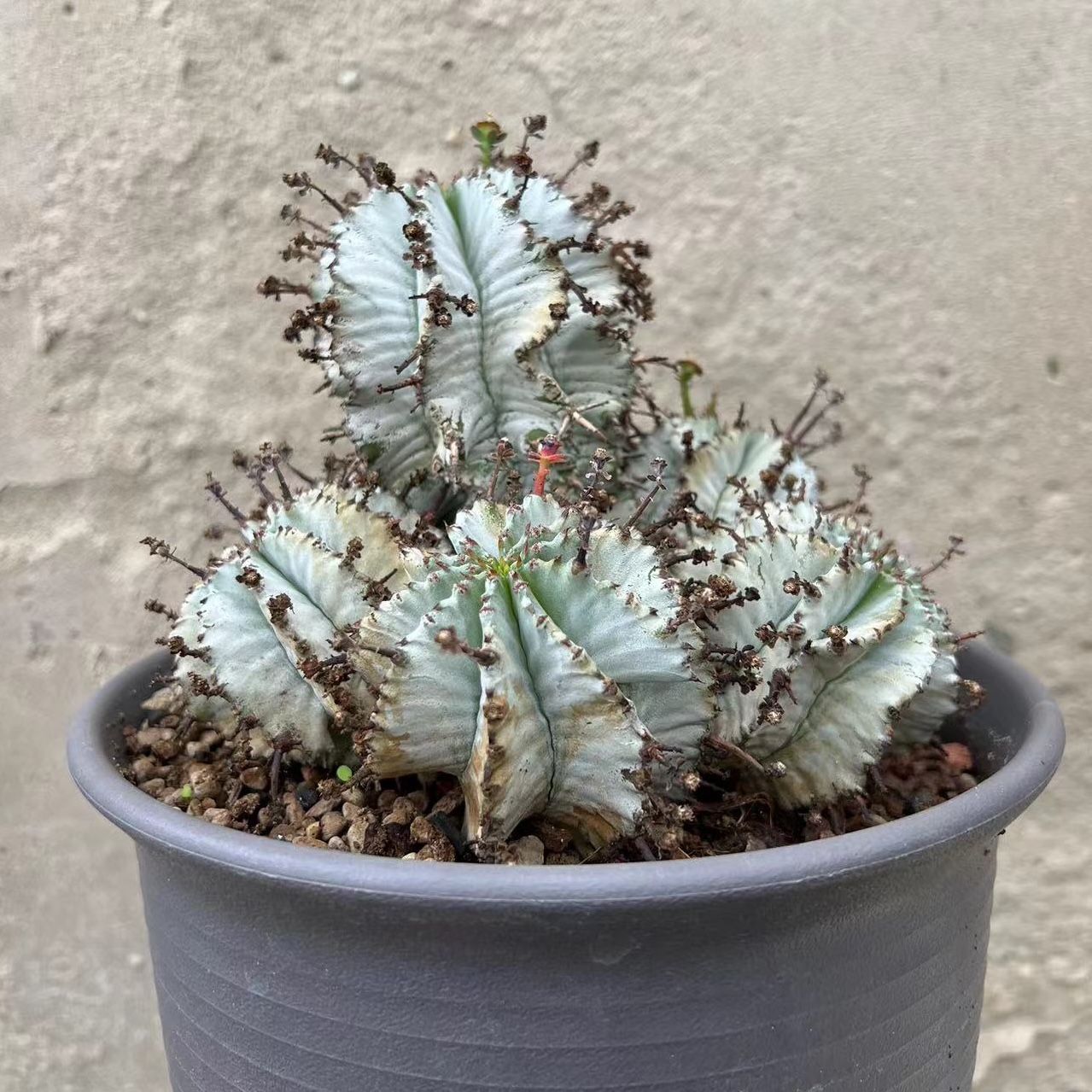 【朴原限定】魁伟玉 Euphorbia horrida-封面