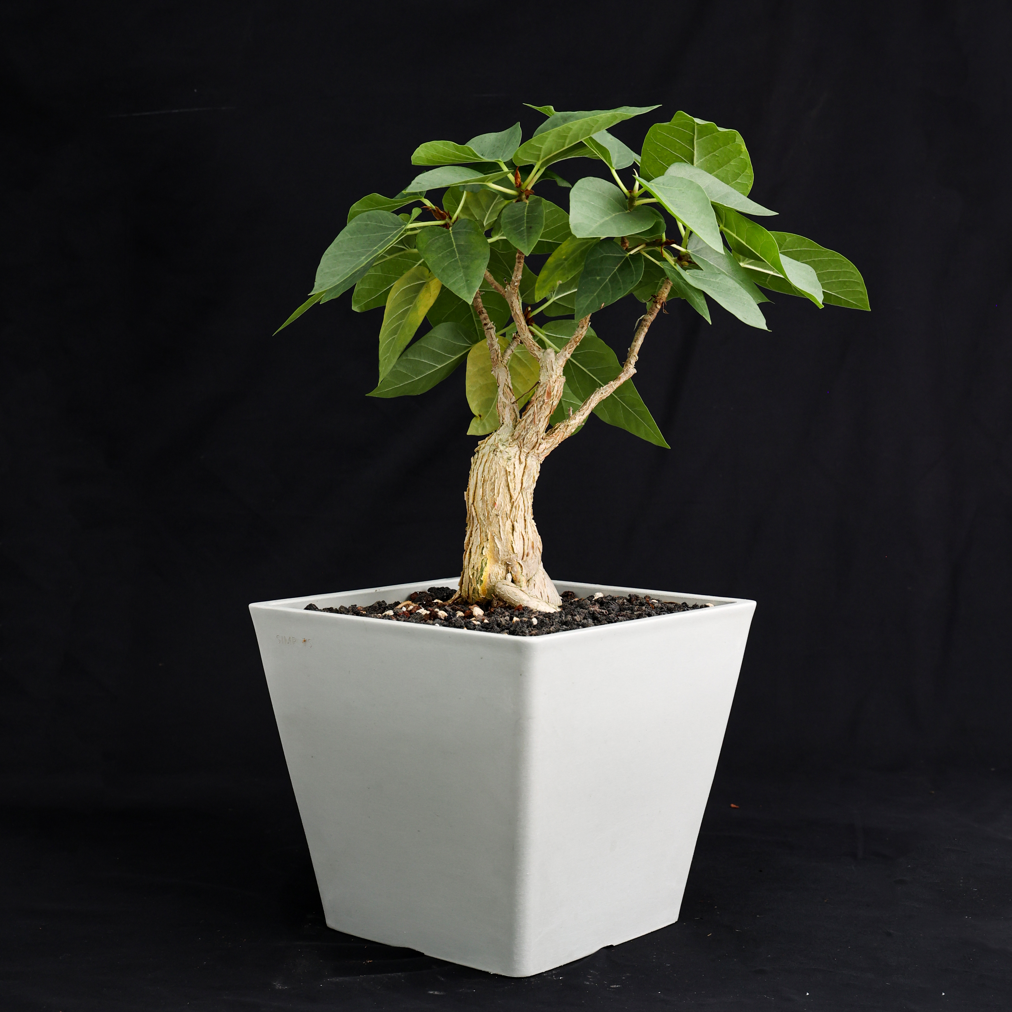 白脉榕墨西哥观赏盆景盆栽绿植