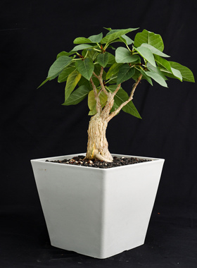 【朴原】白脉榕 Ficus palmeri 墨西哥趣味绿植盆景盆栽植物块根