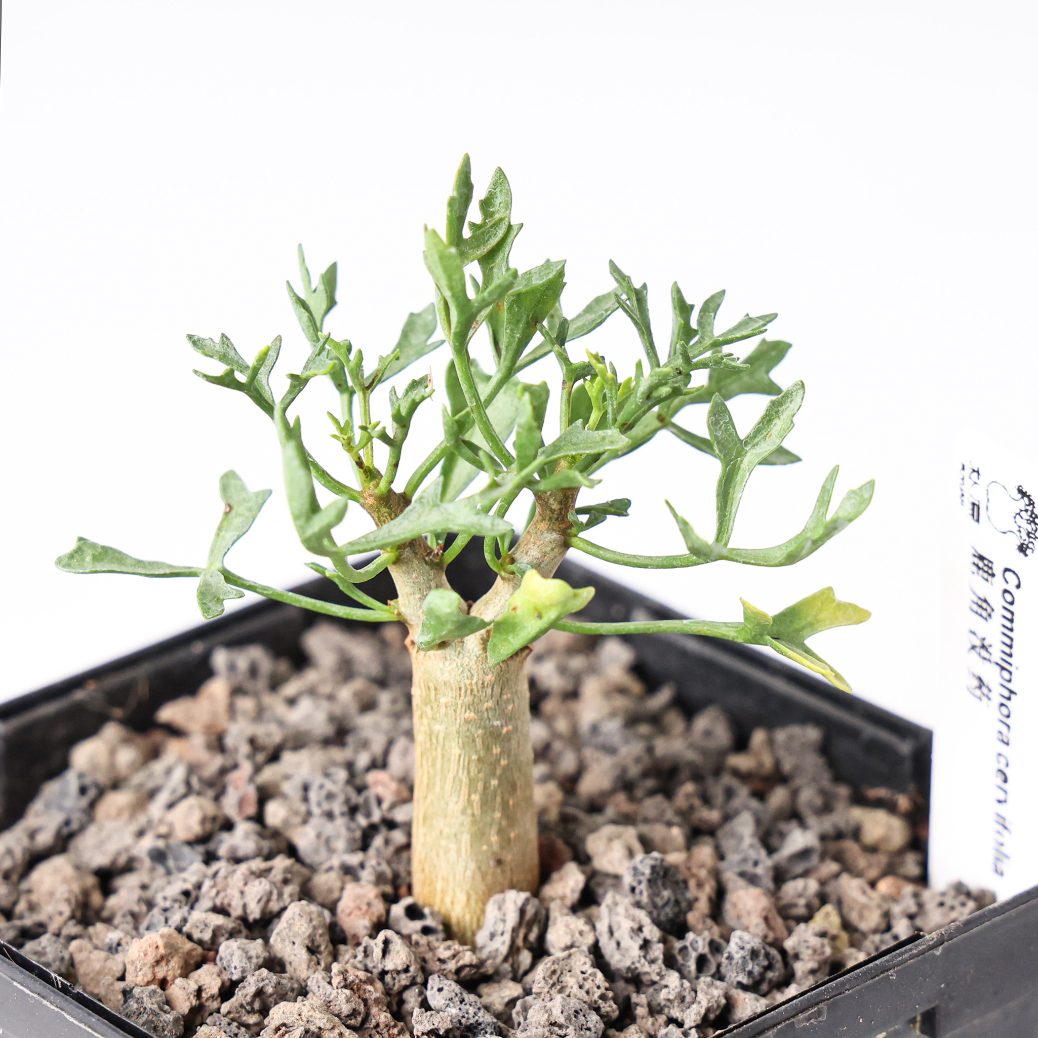 实生鹿角没药芳香观叶盆景绿植