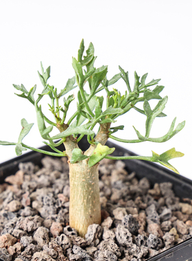 【朴原】实生鹿角没药Commiphora cervifolia芳香观叶盆景绿植