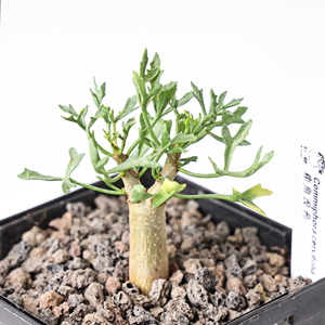 实生鹿角没药芳香观叶盆景绿植