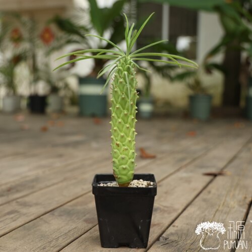 式部大戟阳台多肉块根绿植珍奇