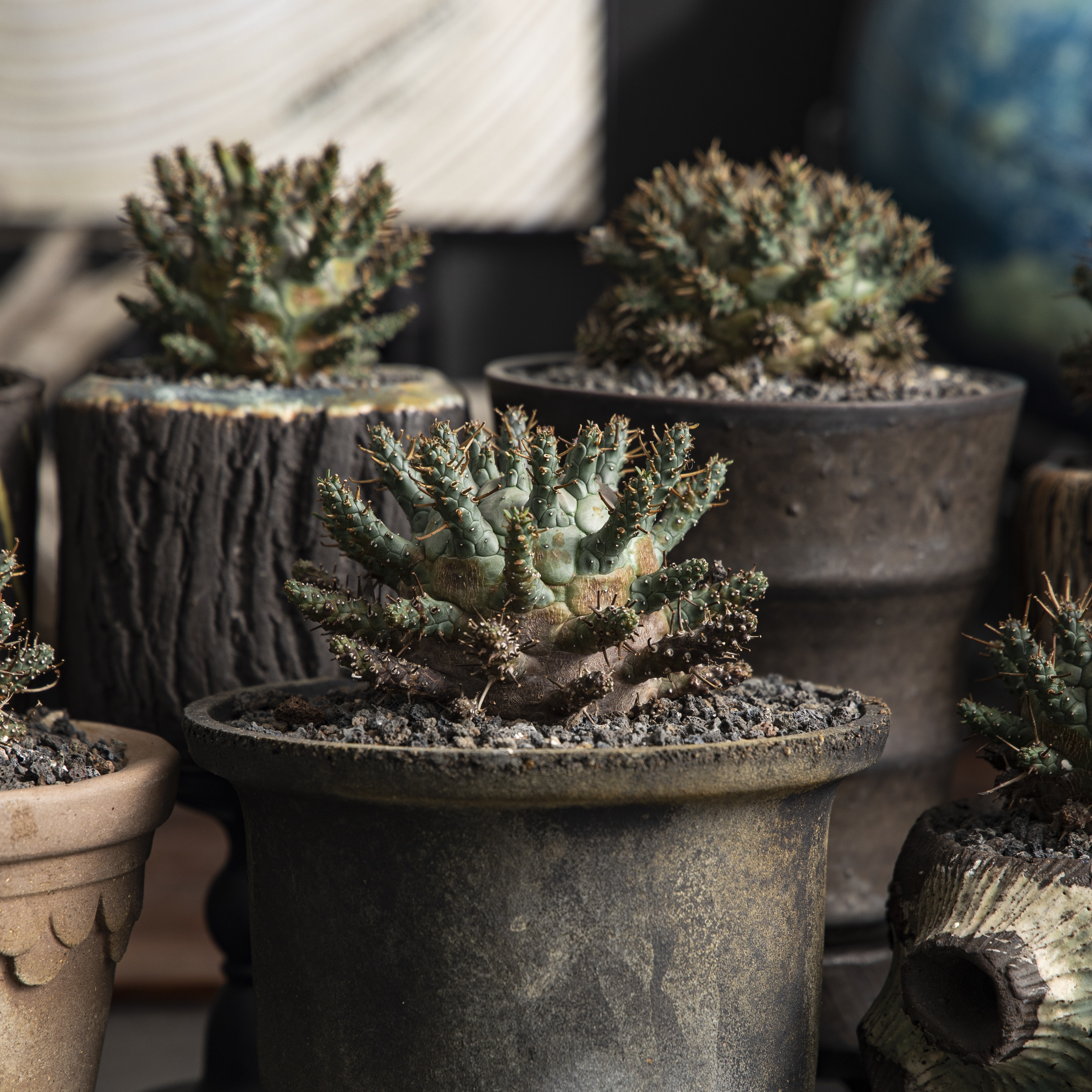 朴原实生俱梨伽罗玉潮流块根盆栽