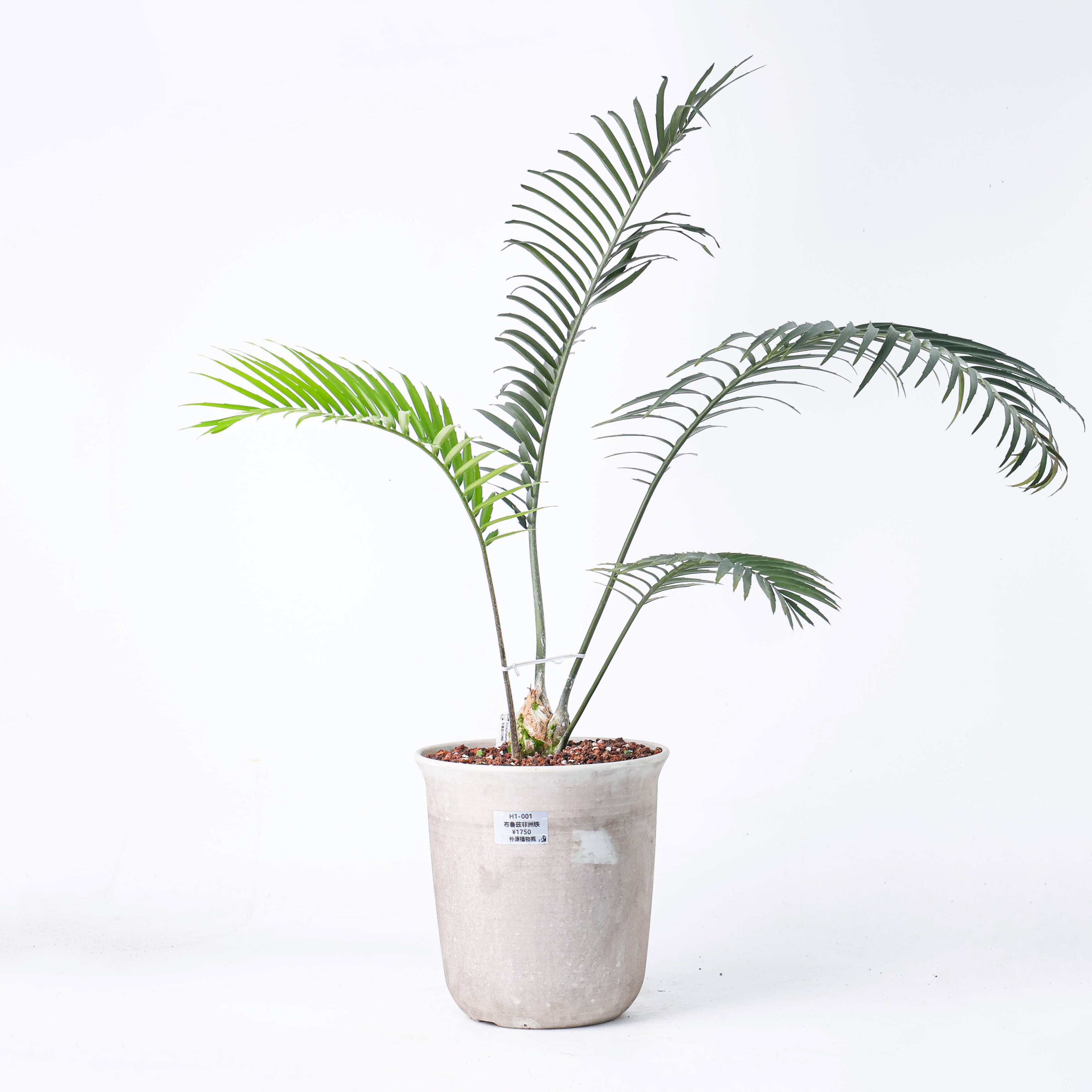 【朴原】布鲁兹非洲铁Encephalartos umbeluziensis 珍奇铁树盆景