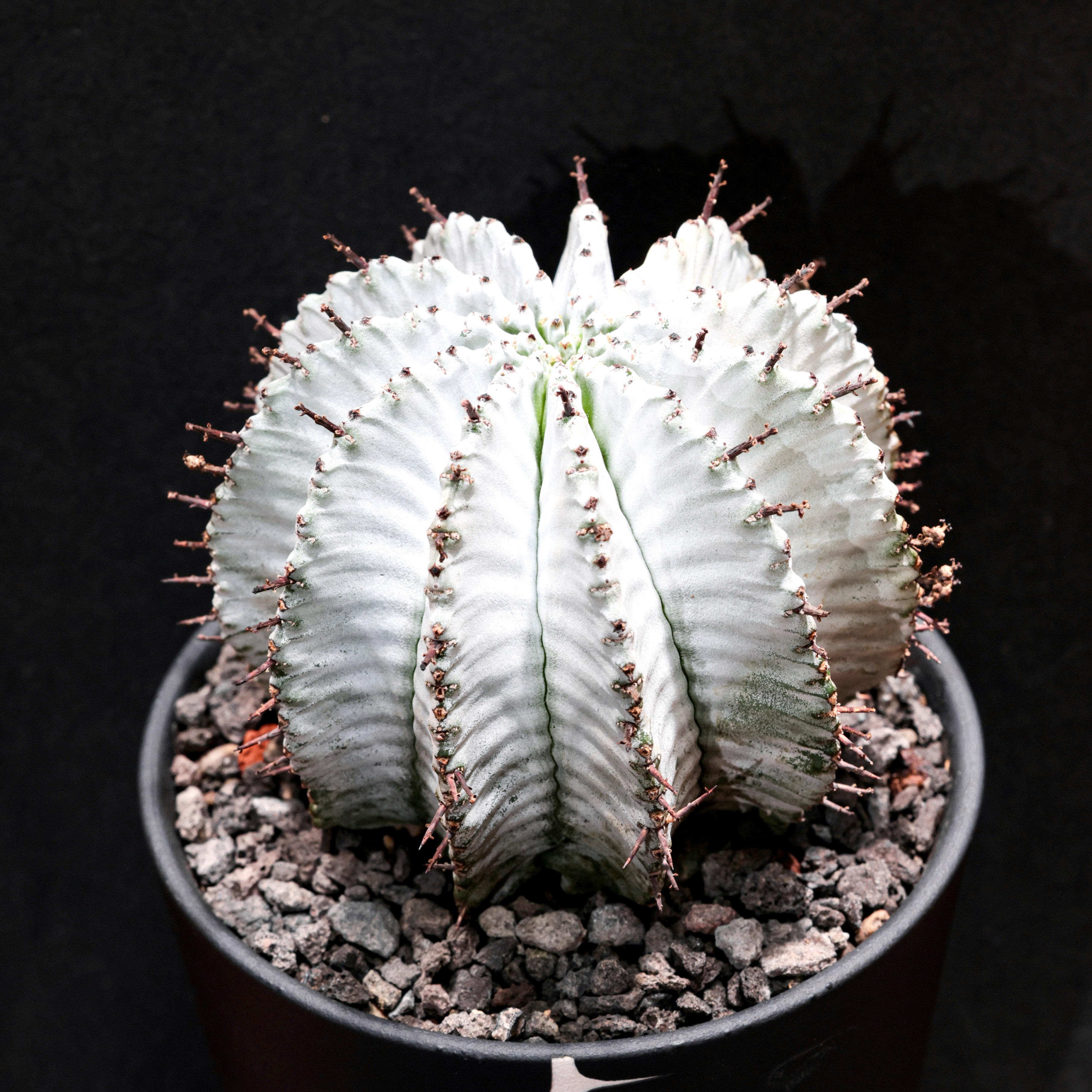 【朴原】魁伟玉Euphorbia horrida大戟多肉块根绿植阳台