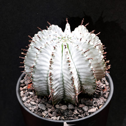 【朴原】魁伟玉Euphorbia horrida大戟多肉块根绿植阳台