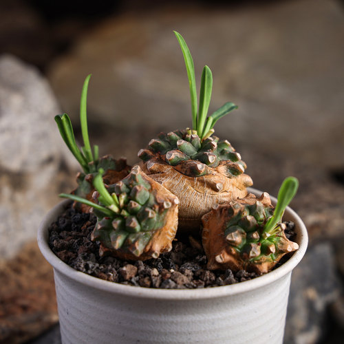 安昙野铁甲丸潮流块根多肉铁甲丸