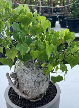 【朴原】火桐 Firmiana（Sterculia）colorata 绿植块根盆栽盆景