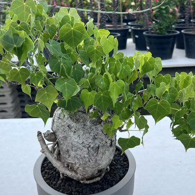 【朴原】火桐 Firmiana（Sterculia）colorata 绿植块根盆栽盆景