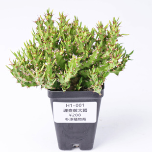 【朴原】理查兹大戟Euphorbia richardsiae潮流块根绿植盆栽大戟