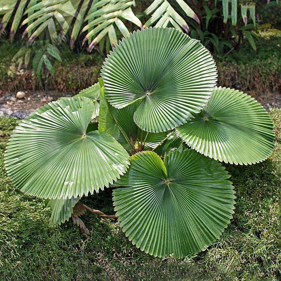 【朴原优选】心叶轴榈 Licuala cordata 棕榈科潮流热植绿植