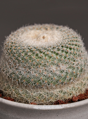 【朴原】籽播实生月世界仙人球Epithelantha micromeris阳台盆栽