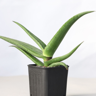 fleurentiniorum实生原生芦荟好养阳台多肉 福氏芦荟Aloe 朴原