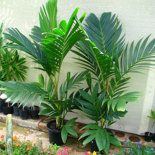 棕榈观叶热植家庭盆栽ins风