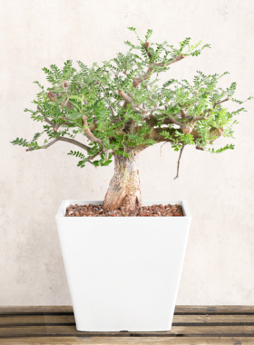 【朴原】滔天橄榄Commiphora monstruosa橄榄科树形盆栽香味绿植